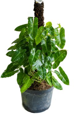 Saksılı Philodendron bitkilerin güzel yaprak