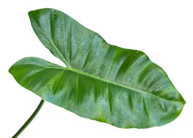 Philodendron yaprak sapı