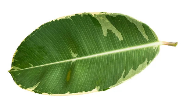 Grüne Blätter isoliert — Stockfoto
