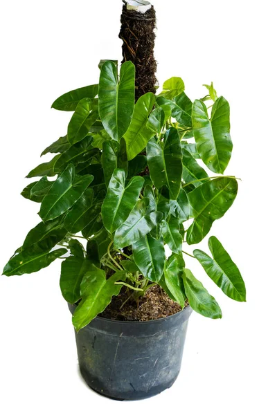 Daun indah dari tanaman Philodendron pot — Stok Foto