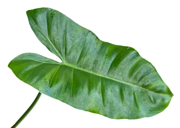 フィロデンドロンの葉の茎 — ストック写真