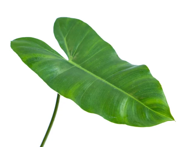 Közelről egzotikus alak elhagyja Philodendron — Stock Fotó