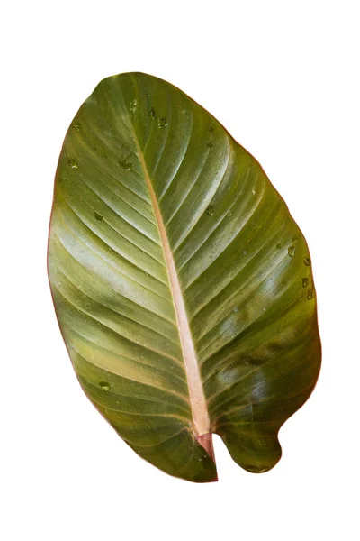 Grønt blad isolert – stockfoto