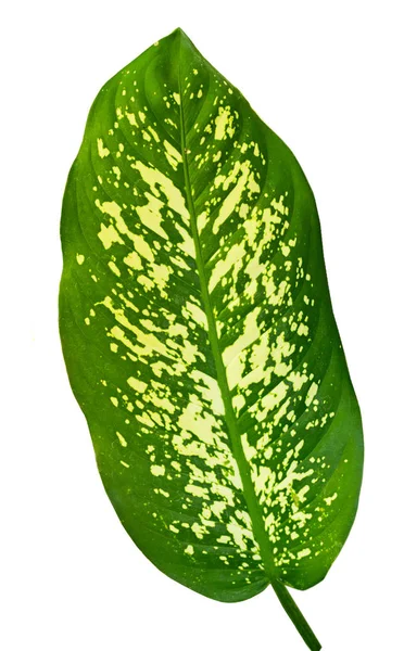 डायफेनबॅचिया हायब्रिडची सुंदर उष्णकटिबंधीय पाने — स्टॉक फोटो, इमेज