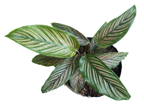 Blick von oben auf das schöne Blatt von Calathea ornata Pflanzen mit weißem Hintergrund — Stockfoto