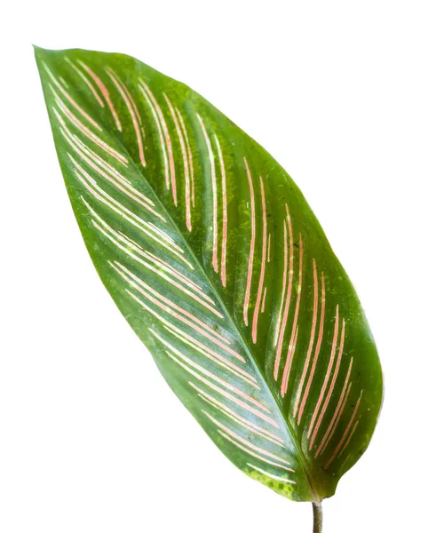 Calathea ornata listová s kombinací pruhů a nádherné červené barvy — Stock fotografie
