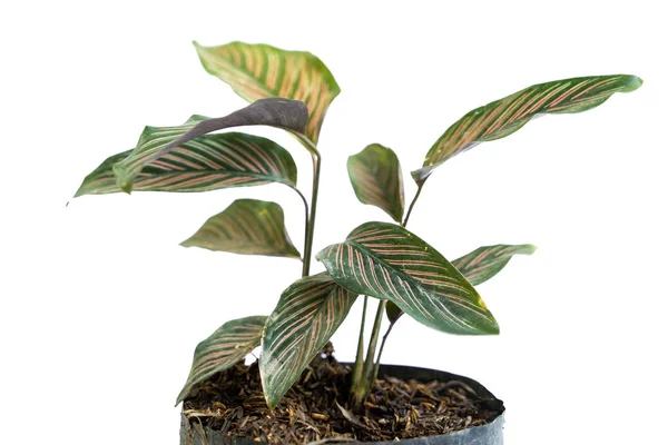 Beautiful leaf of potted Calathea Ornata plants — Stock Photo, Image