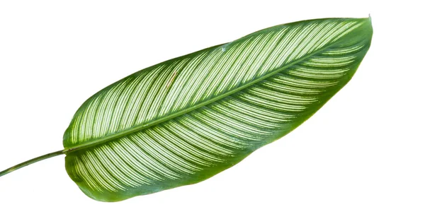 Exotic striped leaves Calathea Ornata Albolineata — Stok Foto