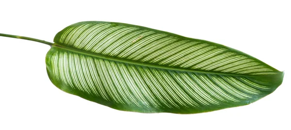 Calathea Ornata Albolineata yeşil yaprak şerit