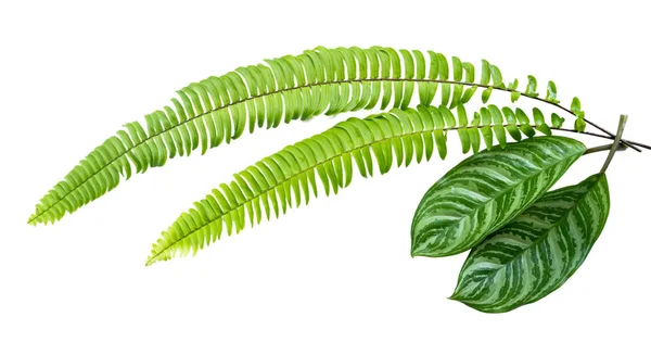 Dos hojas verdes tropicales de hoja de Aglaonema y hoja de Nephrolepis exaltata —  Fotos de Stock