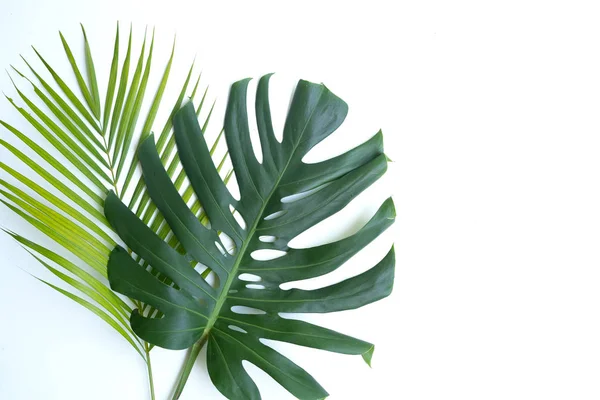 Dos hojas verdes tropicales de hoja fresca de Monstera y hoja de palma —  Fotos de Stock