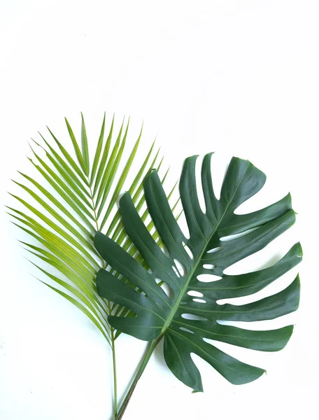 Fresh Monstera leaf and Palm leaf