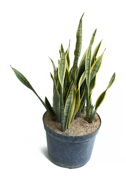 Natürliche Blätter und schöne Sansevieria-Topfpflanzen — Stockfoto