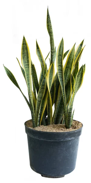 Natürliche Blätter und schöne Sansevieria-Topfpflanzen — Stockfoto