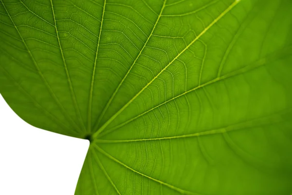 Green leaf texture — Stock Photo, Image