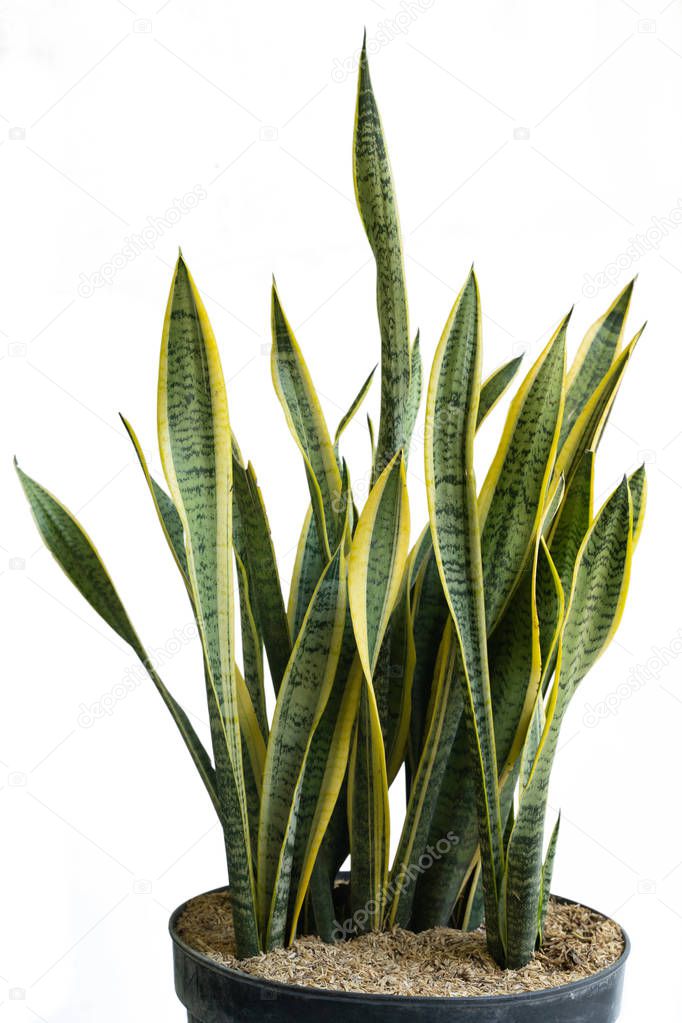 Naturally leaf and beautiful potted Sansevieria plants