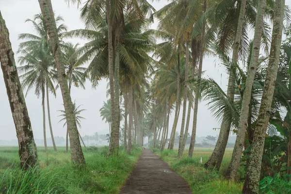 椰子树乡下路 — 图库照片