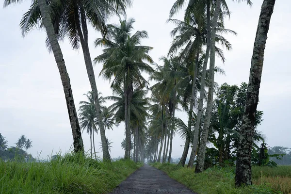 Coconut tree country road — Stock Photo, Image