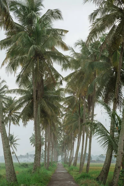 Coconut tree country road — Stock Photo, Image