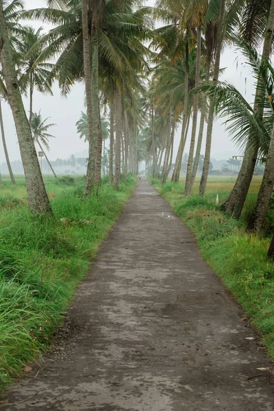 Kokosowe drzewo droga kraj — Zdjęcie stockowe