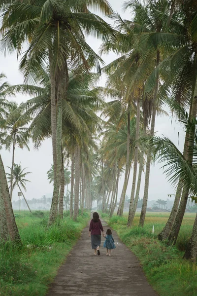 Coconut country road — Stock Photo, Image