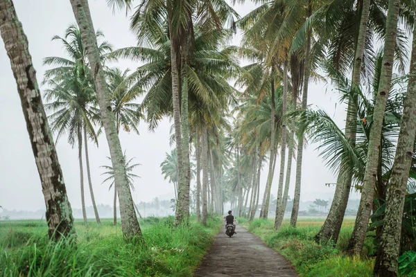 Motorcycle in coconut tree country road — Stock Photo, Image