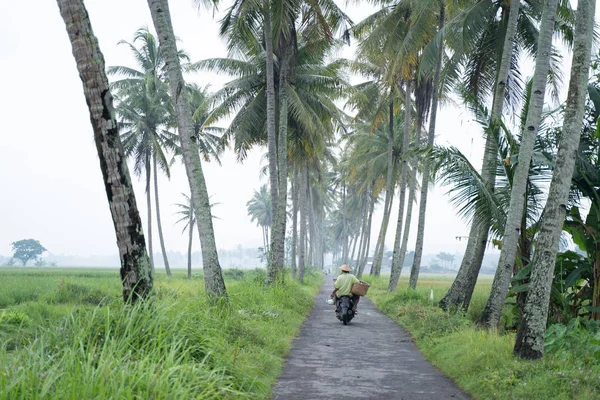 摩托车在椰子树乡村道路 — 图库照片