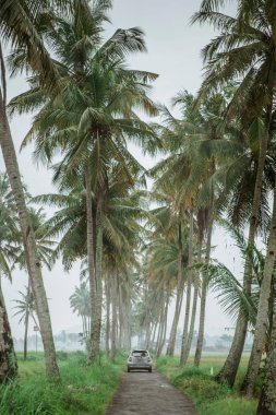 küçük hindistan cevizi ülke yolda araba