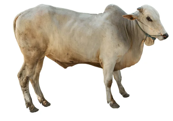 White cow from side view is standing — Stock Photo, Image