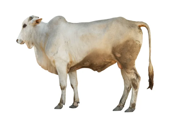 Vaca blanca de vista lateral está de pie —  Fotos de Stock