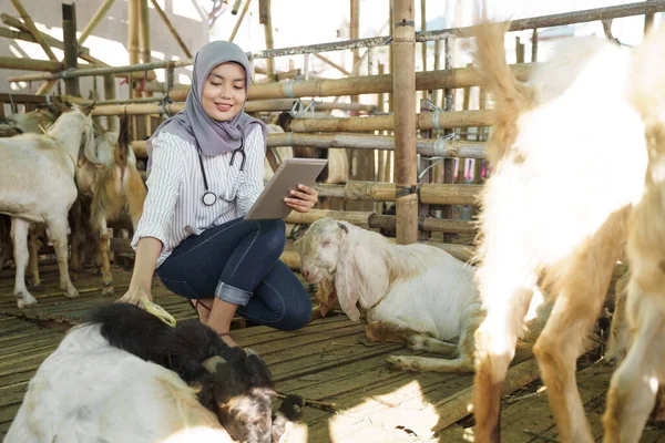 Muslim asia dokter hewan medis memeriksa hewan pertanian — Stok Foto