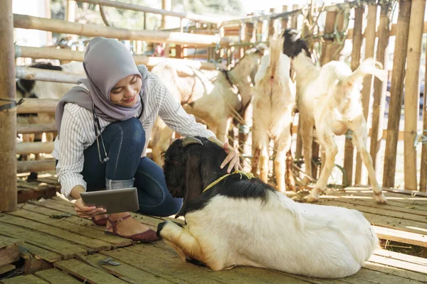 Ασιατικός μουσουλμάνος κτηνίατρος ιατρικός έλεγχος ζώων αγρόκτημα — Φωτογραφία Αρχείου