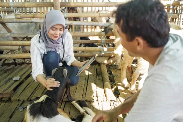 Asiatique musulman vétérinaire médical check up ferme animal — Photo