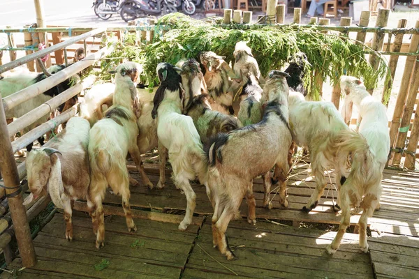 农场里的山羊 — 图库照片