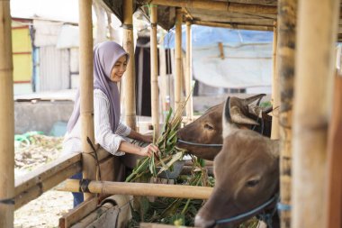 Müslüman kadın çiftçi hayvan besliyor.