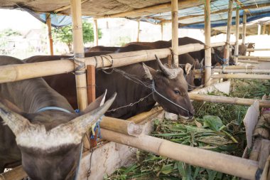 Çiftlikteki kahverengi inek ya da boğa