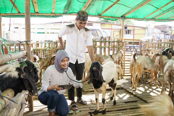 Muslim veterinarian medical check up the goat — Stock Photo, Image