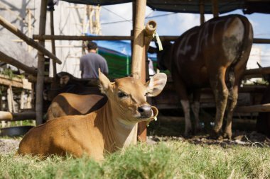 Çiftlikteki kahverengi inek ya da boğa
