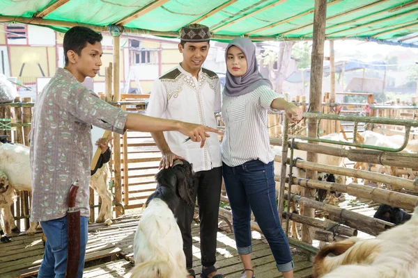 Muslim pasangan di peternakan hewan membeli kambing — Stok Foto