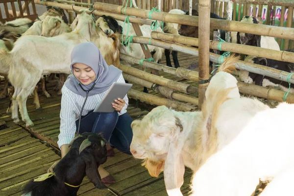イスラム教徒の獣医師がヤギを調べ — ストック写真