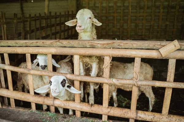 Πολλές κατσίκες σε κλουβιά που αναζητούν τροφή από το φράχτη — Φωτογραφία Αρχείου