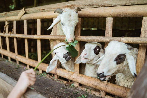 Οι άνθρωποι ταΐζουν τις κατσίκες στην πένα — Φωτογραφία Αρχείου