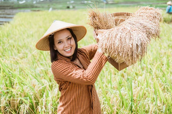 Agricultora asiática en sombreros de pie con plantas de arroz en cesta de bambú tejido — Foto de Stock