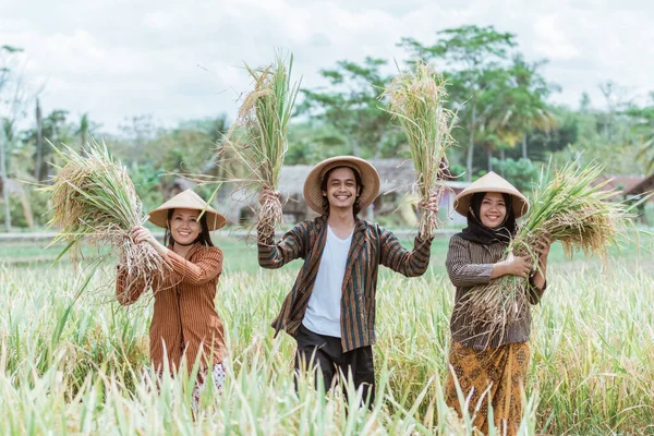 Tres agricultores asiáticos sosteniendo y levantando plantas de arroz que han sido cosechadas — Foto de Stock