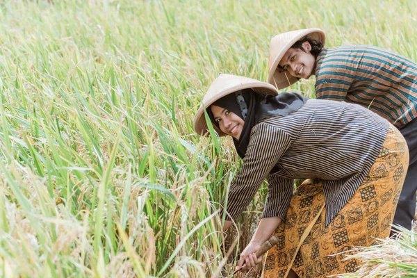 Los agricultores felices cosechan arroz junto con hoces — Foto de Stock