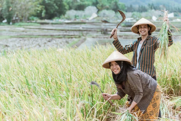Granjeros felices con las manos levantadas llevando plantas de arroz y hoz mientras cosechan — Foto de Stock