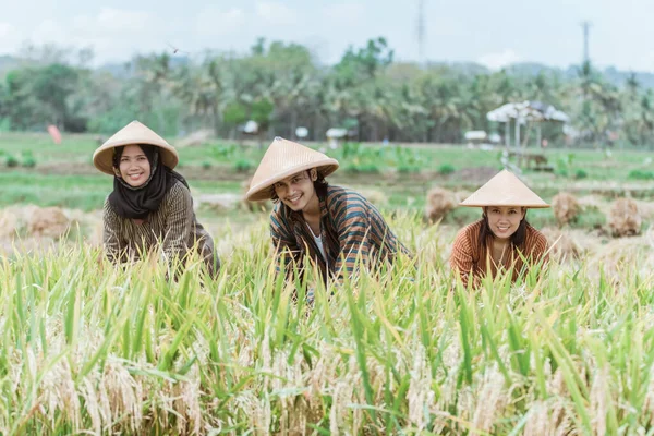 Los agricultores asiáticos sonríen mientras se agachan para cosechar las plantas de arroz amarillo — Foto de Stock