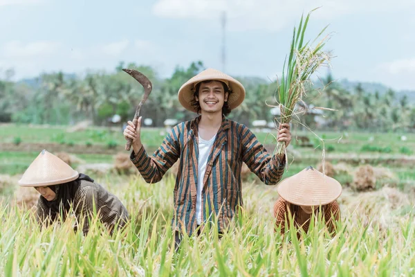 Granjeros felices con las manos levantadas llevando plantas de arroz y hoz mientras cosechan — Foto de Stock