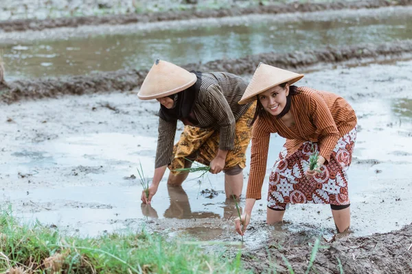 La agricultora sonrió mientras se inclinaba para plantar plantas de arroz — Foto de Stock