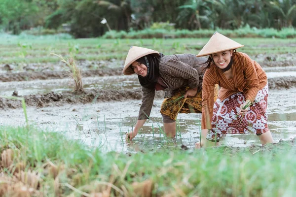 Zwei asiatische Bäuerinnen lächeln, während sie sich bücken, um Reispflanzen zu pflanzen — Stockfoto